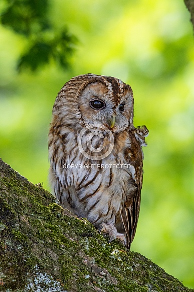 Tawny owl sitting in tree