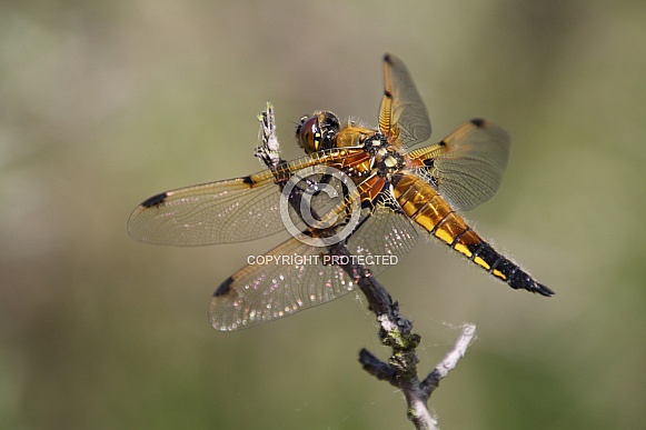 Dragonfly (Libellula quadrimaculata)