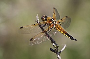 Dragonfly (Libellula quadrimaculata)