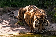 Sumatran Tiger Drinking