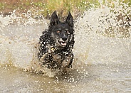 Border Collie in Water
