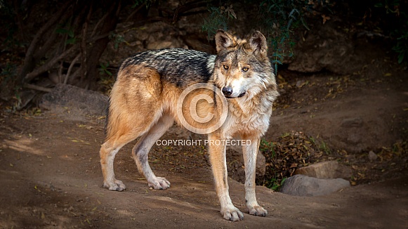Mexican Gray Wolf Close up