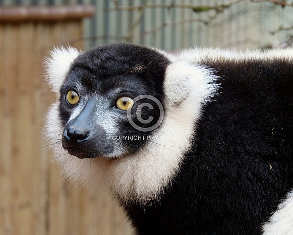 Black and White Ruffed Lemur portrait