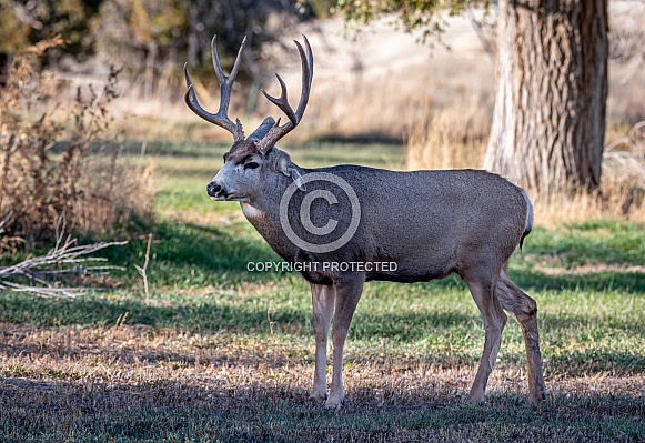 Mule Deer Buck in an Urban Field