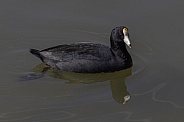 American Coot in a Pond
