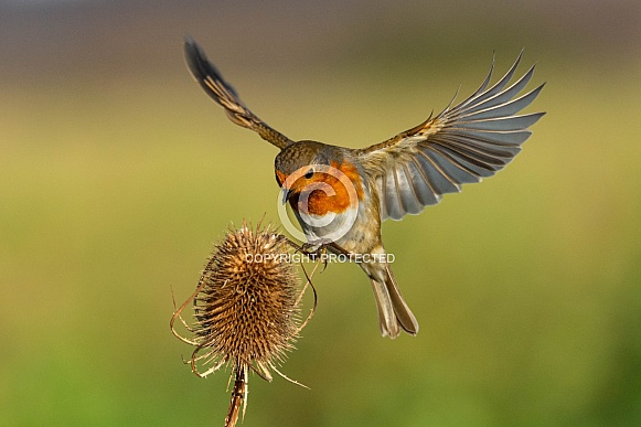 Hovering Robin