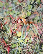Allen's Hummingbird (Male)