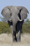 African Bull Elephant charging