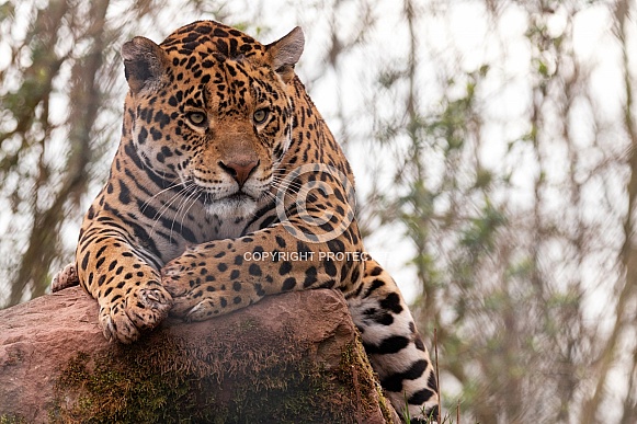 Jaguar Resting On A Rock