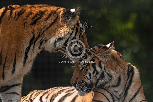 Amur Tigers Being Affectionate