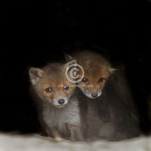Two Red fox cubs
