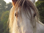 Pony close-up