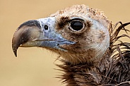 Eurasian Black Vulture Head Shot Close Up