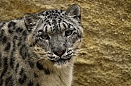 Snow Leopard Close Up Looking At Camera
