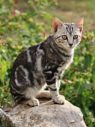Tabby Kitten Sitting On a Rock