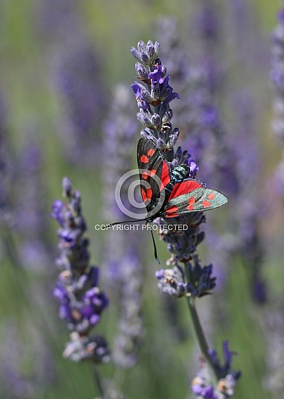 Six-Spot Burnet Moth On Lavender