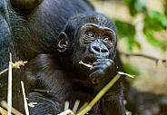 Young Lowland Gorilla