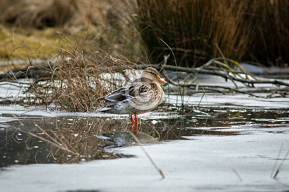 Mallard duck standing on ice