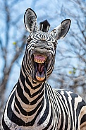 'Laughing' Zebra