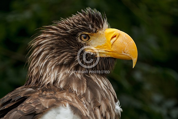 European sea eagle