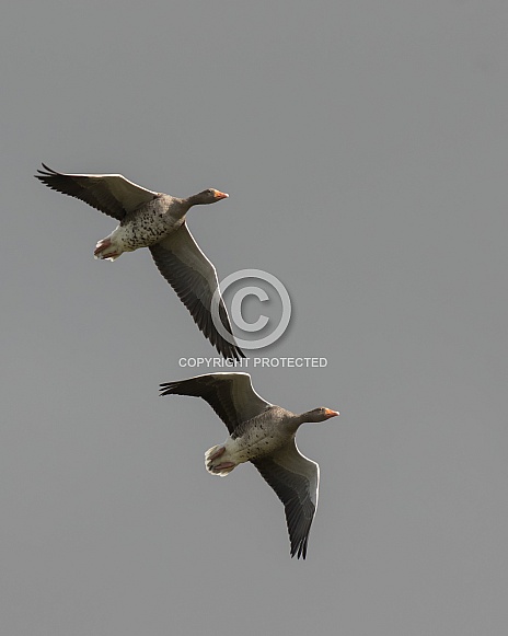 Greylag Geese in Flight