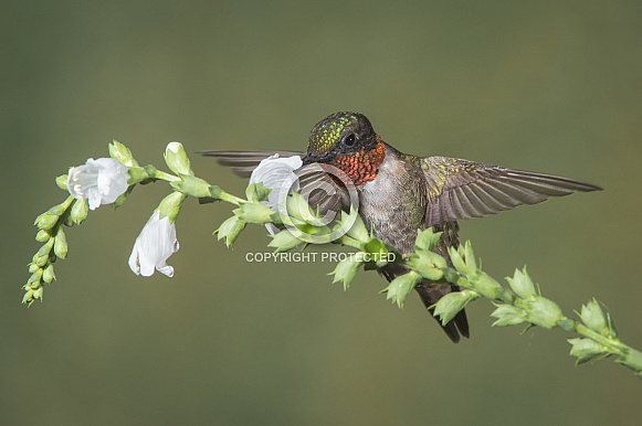 Ruby-throated Hummingbird Male