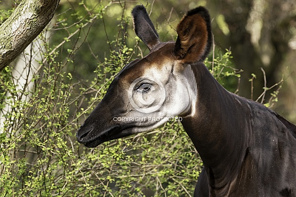 Okapi Female Side Profile Close Up