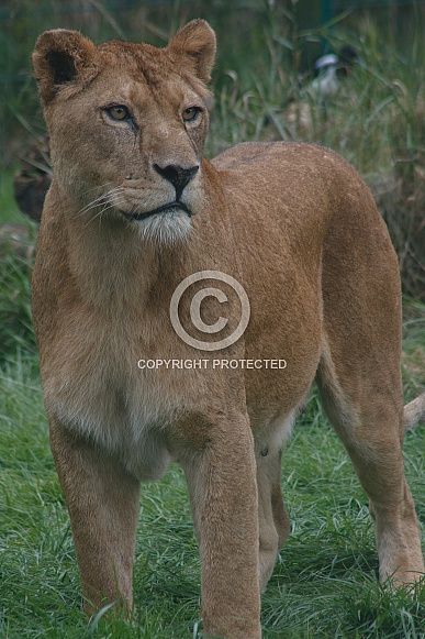 Lioness Standing Tall