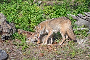 Coyote - Female with Pup
