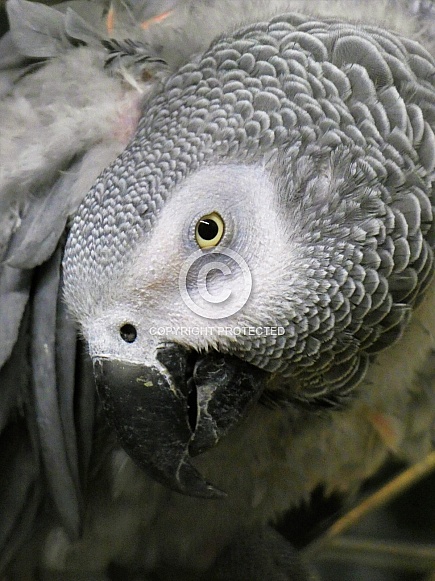 African grey parrot hiding under wing