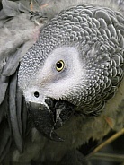 African grey parrot hiding under wing