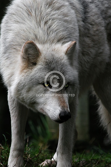 Grey Wolf-The Wathcer
