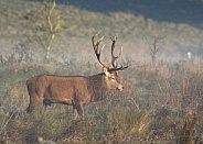 Red Deer