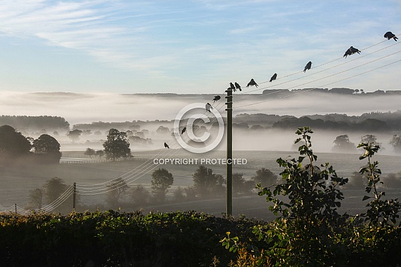 Early Morning Mist - UK
