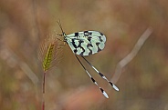 Spoon winged Lacewing