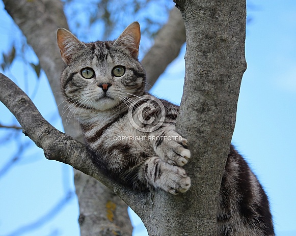 Adorable Tabby Kitten
