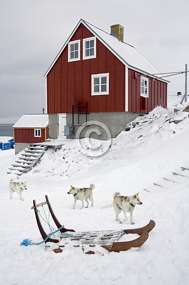 Greenland Inuit Dogs - Greenland