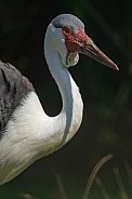 Wattled Crane close-up