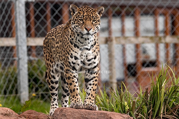 Female Jaguar Standing Alert On Rock