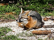 Florida Gray Fox