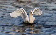 Swan opening wings