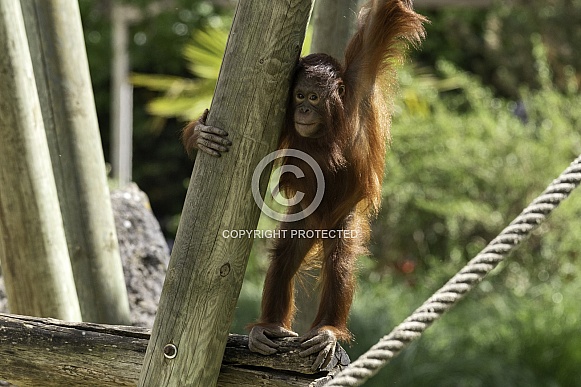 Bornean Orangutan Youngster On Climbing Frame