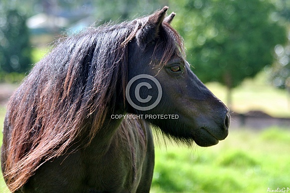 Black Shetland Pony
