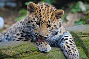 Young Amur Leopard