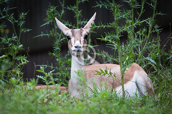 Goitered gazelle