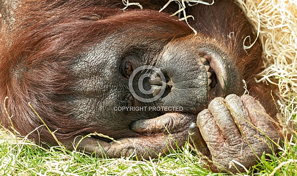 Bornean Orangutan Lying Down Close Up