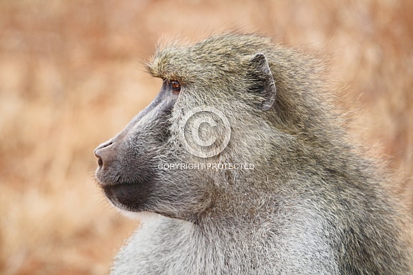 Olive Baboon Profile picture Shot in the wild