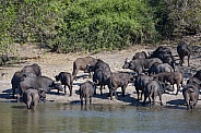 Herd of Buffalo (Syncerus caffer)