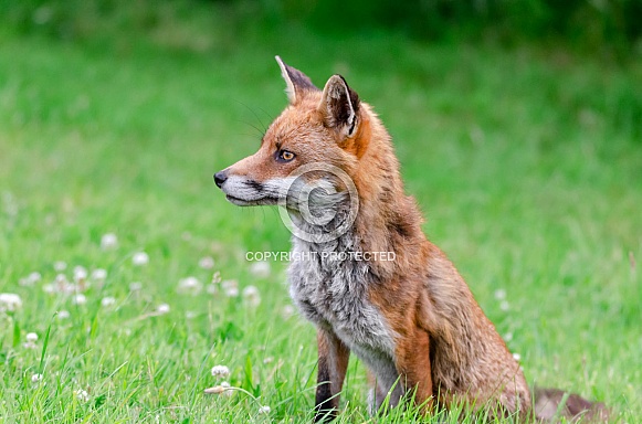 Male Fox