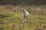 Pony and Foal